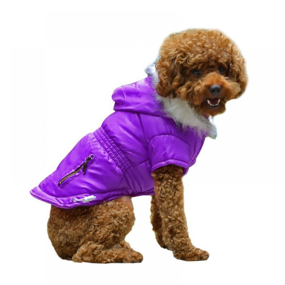 complete crested gecko kit