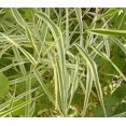 thumbnail image 3 of 1000 Graines de Roseau Ruban Varié Canari Phalaris Arundinacea, 3 of 3