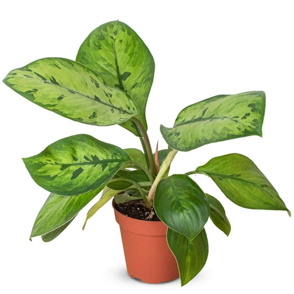 Homalomena Selby Live Plant for Indoor | Different Houseplants in 4'' & 6'' Pot | Real House Plant for Living Room, Office, Desk & Bathroom | Queen of Hearts | Hybrid Shield