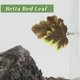 thumbnail image 3 of Cama única para peces Betta, cama de hoja Betta, hamaca de plástico para Betta, almohadilla de hamaca para Betta con ventosa, marrón, 3 of 7