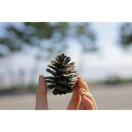 Framed Art For Your Wall Landscape Hand Pine Cone 10x13 Frame
