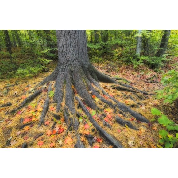 Easter White Pine Tree Trunk Surrounded By Autumn Sugar Maple Leaves. Algonquin Provincial Park, Ontario. Canada. Poster Print (17 x 11)