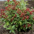 thumbnail image 2 of Van Zyverden Weigela Maroon Swoon® 4" Potted Rocketliners 3 Plants Red Full Sun Easy to Grow 3 lbs, 2 of 8