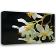 thumbnail image 1 of Brian Moore 44x31 Gallery Wrapped Canvas Wall Art Titled - White Orchids II, 1 of 4