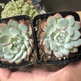 thumbnail image 3 of Echeveria Minima 2" Pot, Live Succulent, Small Succulents, 3 of 5