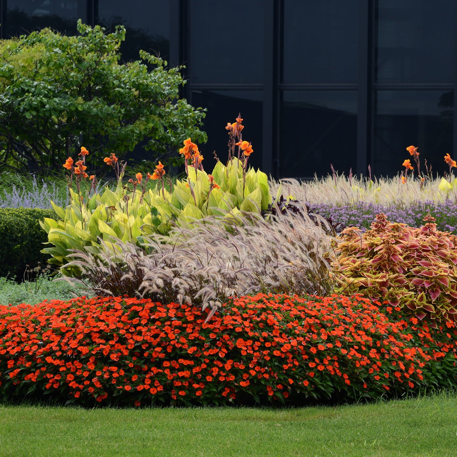 2.5 in. Impatiens Jumbo Splash Vigorous Orange Live Annuals with Filtered Sun 3- Piece