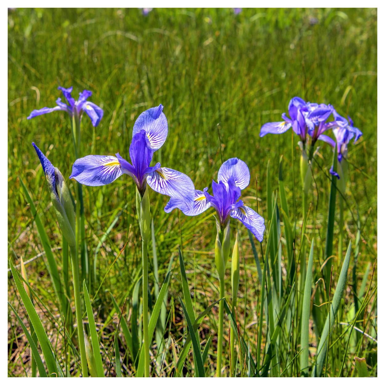 Everwilde Farms - 1/4 lb Wild Blue Iris Native Wildflower Seeds - Gold Vault Bulk Seed Packet