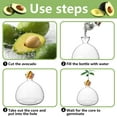 thumbnail image 3 of Avocado Tree Growing Kit,Avocado Seed Starter Vase,Glass Plant Pot with Avocado Stickers,Plant Indoor Grow Gardening Gifts, 3 of 6