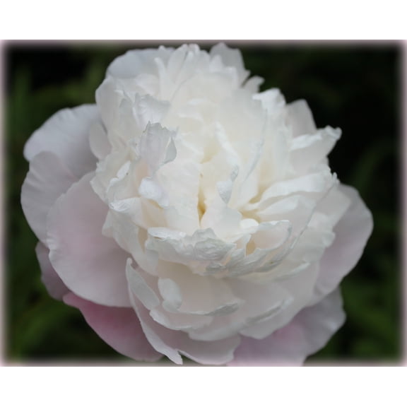 Shirley Temple Peony - Fragrant - Blush pink to white - 2/3 Eye Bareoot