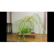 Bonsai Dwarf Weeping Willow Tree - Large Thick Truck Cutting - Ready to Plant - Get a Rare Dwarf Bonsai Tree Very Fast