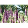 thumbnail image 4 of Foxglove Flower Seeds (Digitalis) – 5500+ Heirloom Non-GMO Seeds by Isla’s Garden Seeds, Ideal for Planting, Beautiful Blooms for Gardens and Landscaping, 4 of 7