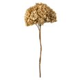 thumbnail image 1 of Vickerman H1HYD000 15-18 in. Ivory Hydrangea Stems, 1 of 1