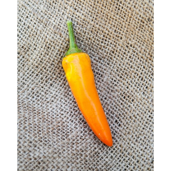 Tequila Sunrise Chile Heirloom Pepper Premium Seeds Packet