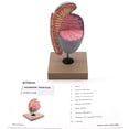 thumbnail image 2 of Human Testicle Model, Three Dimensional, with Hand Painted Details - Mounted on Stand, 9" tall - Eisco Labs, 2 of 8