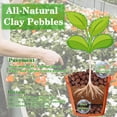 thumbnail image 3 of 4 lb Organic Leca Clay Pebbles for Plants, 4mm-16mm 100% Natural Leca Balls for Indoor Plants, Hydroton Clay Pebbles for Plants Hydroponic Aquaponics Growing Orchid Drainage Terrarium, 3 of 7