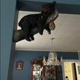 thumbnail image 5 of Figuras de oso de resina, escultura de Animal de oso negro colgante de árbol durmiendo, 1 pieza ER, 5 of 5