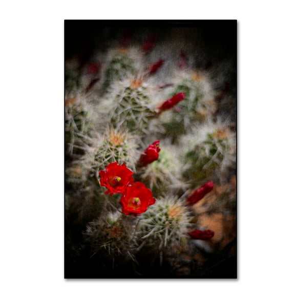 Trademark Fine Art 'Desert Flower 6' Canvas Art by LightBoxJournal