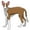 Ibizan Hound, variant on Ibizan Hound Decal | Indoor/Outdoor | Dog Lover Super Cute Sticker for SUV Windows, Dorm Rooms, Bedroom, Offices | SignMission personalized gift | 18"