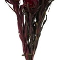thumbnail image 4 of Vickerman 8-20" Merlot Plumosum, Female 8 flower heads per bundle, Preserved, 4 of 6