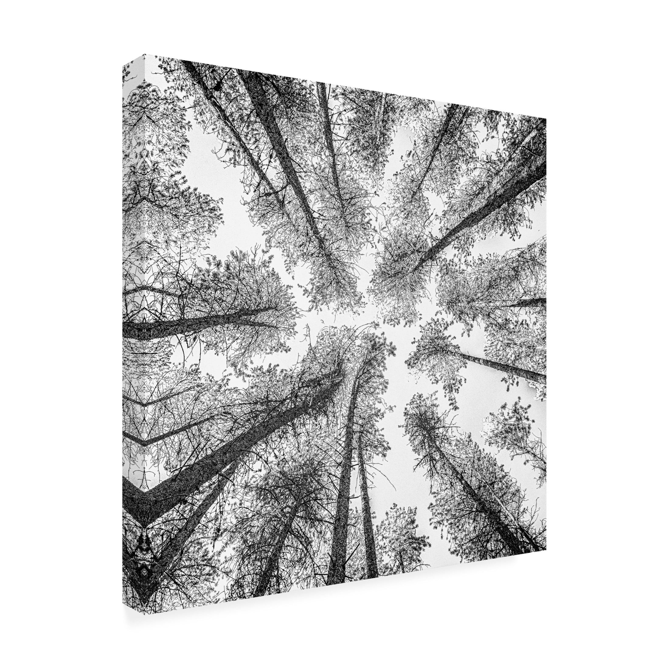 Trademark Fine Art Rob Darby Tree Etching 002 Canvas Wall Art