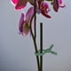 thumbnail image 5 of 50 pinzas para enderezar tallos de tomate, abrazaderas para Phalaenopsis, 5 of 8