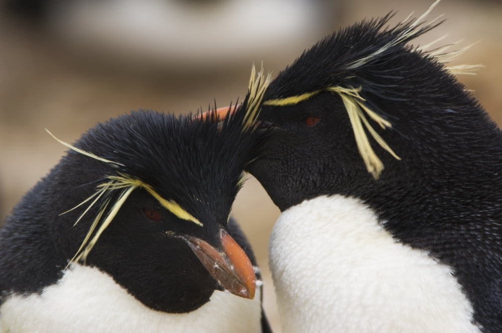 Two Rockhopper Peng