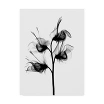 Trademark Fine Art 'Sweet Pea X Ray' Canvas Art by Bert Myers