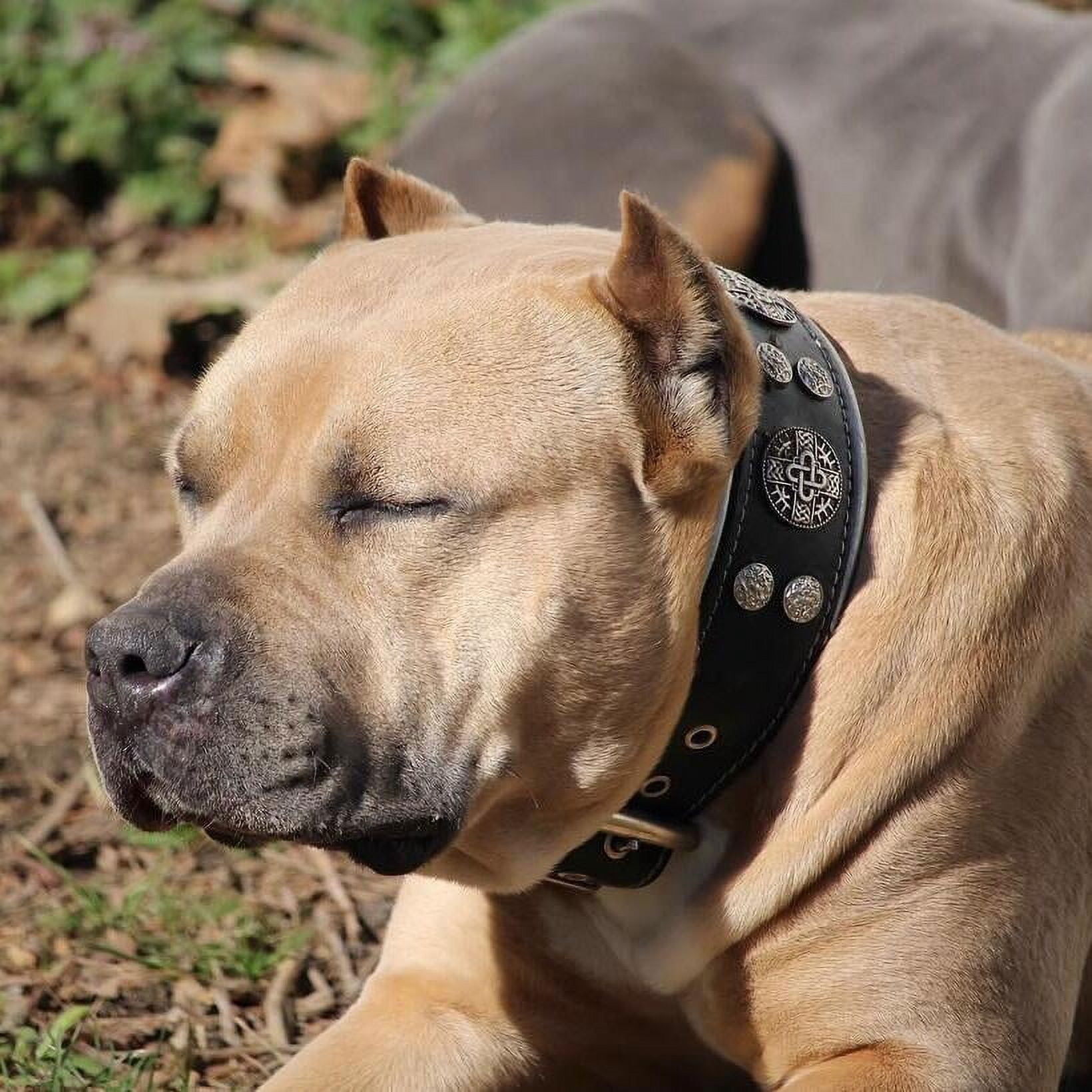 The Bestia "Hektor" Black Leather Dog Collar for Large Dog Breeds