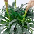 thumbnail image 6 of 500Pcs Plant Support Clips for Climbing Plants and Flowers Gardening Figure-Eight Securing Clips for Tomato Vines Trees and Securing Floppy Stems in Yard, 6 of 9