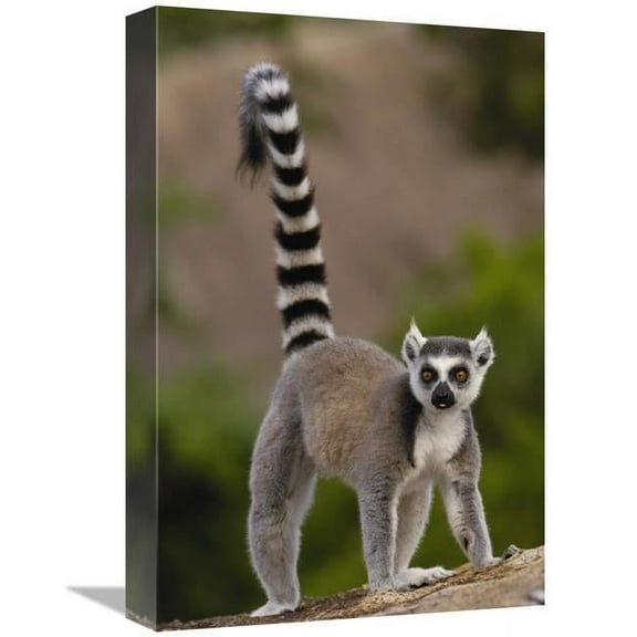 12 x 18 in. Ring-Tailed Lemur Portrait on Rocks in the Andringitra Mountains, Vulnerable, South Central Madagascar Art Print - Pete Oxford