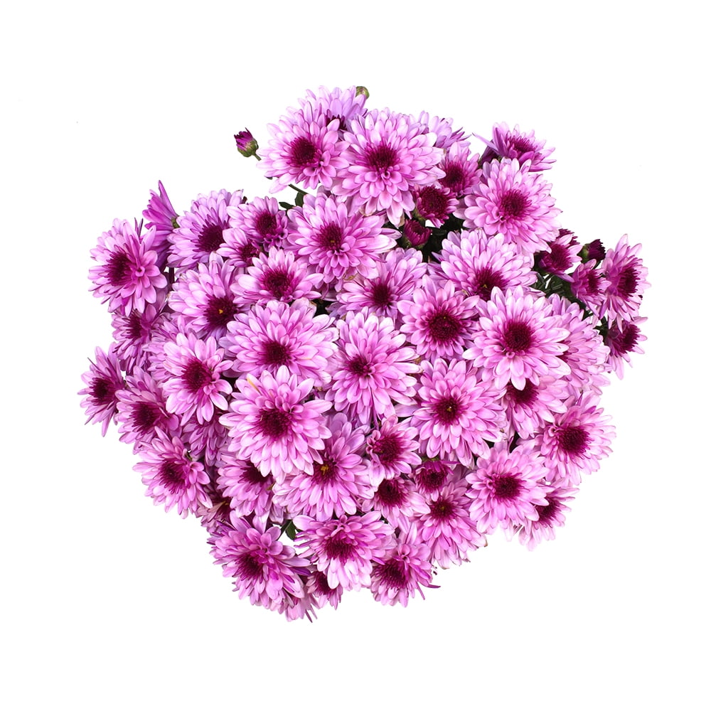 Better Homes & Gardens 1.5G Pink Mum Live Plant Hanging Basket Full Sun