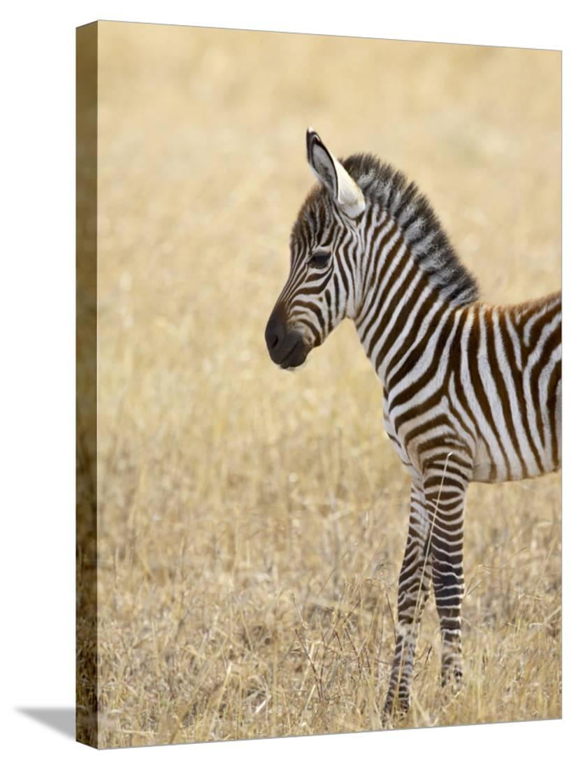 Baby Grant's Zebra, Masai Mara National Reserve, Kenya, East Africa