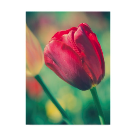 Trademark Fine Art 'Tulip Sway II' Canvas Art by Sonja Quintero