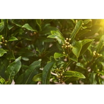 Sweet Bay Laurel Herb Tree Seeds - 4 Seeds to Plant - Laurus nobilis