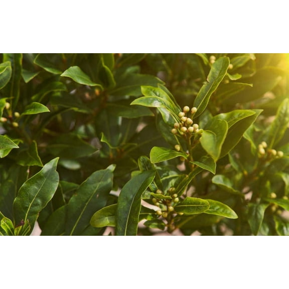 Sweet Bay Laurel Herb Tree Seeds - 4 Seeds to Plant - Laurus nobilis
