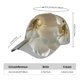 thumbnail image 2 of Fotbe Elegant Ivory Flower Gorro Clásico de Béisbol, Gorra Ajustable con Broche Snapback, Gorro de Exterior de Algodón Suave, 2 of 6