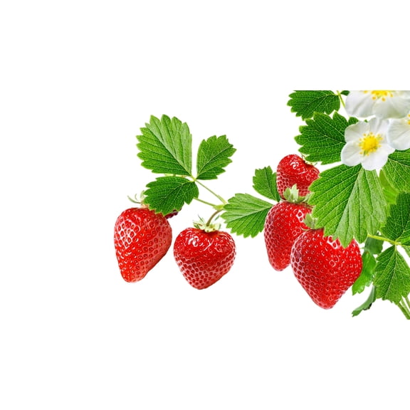 12 Ozark Beauy Strawberry Plants to Grow - Iconic Strawberry Variety - Bare Root Plants