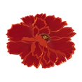 thumbnail image 2 of Placemat Good Heat Insulation Non-slip Washable Flower Embroidery Lace Kitchen Dining Table Place Mat for Home White One Size, 2 of 13