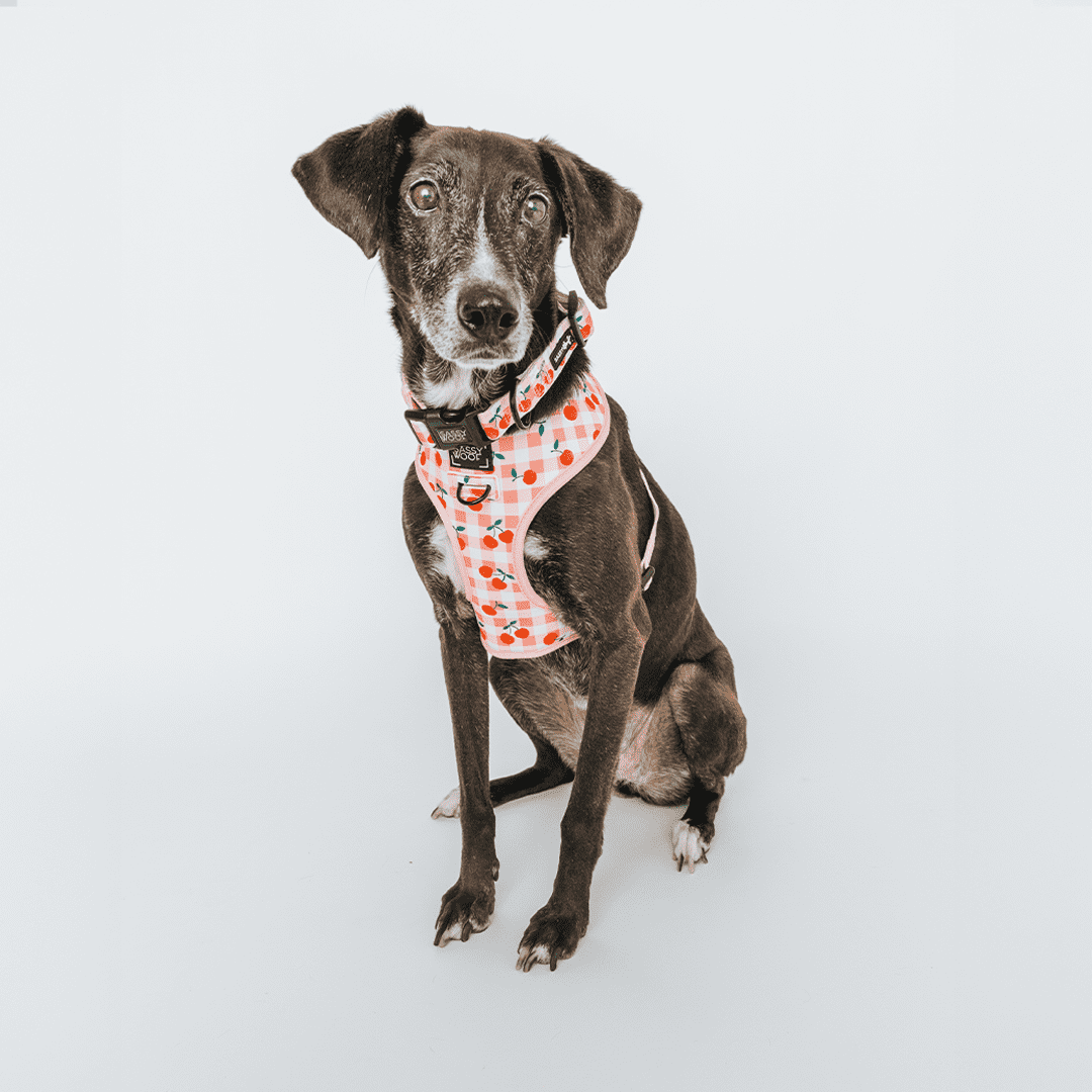Sassy Woof Cushioned Adjustable Dog Collar - Cherry Cute, Large
