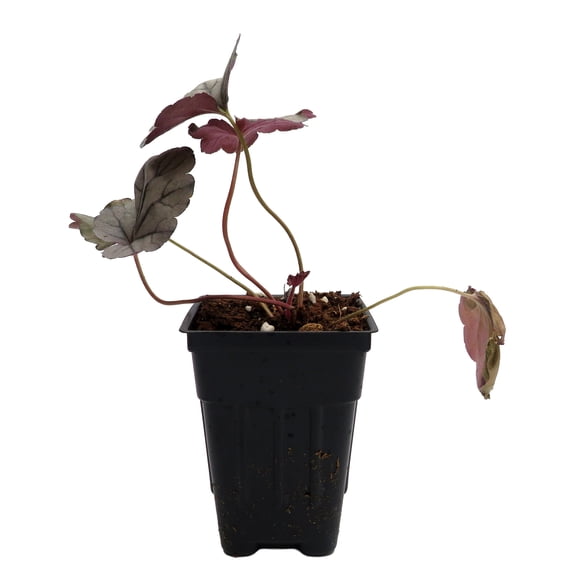 Silverberry Coral Bells - Heuchera - Perennial - 2.5" Pot