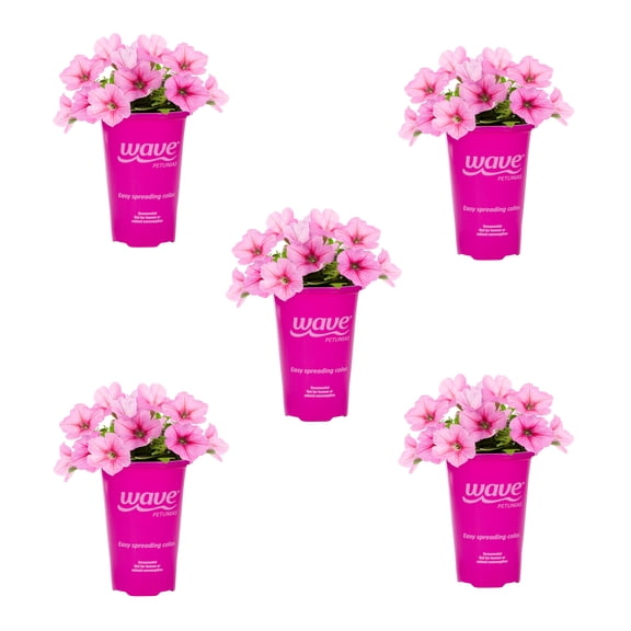 Wave 1.5PT Pink Petunia Live Annual Plant Sun 5-Pack