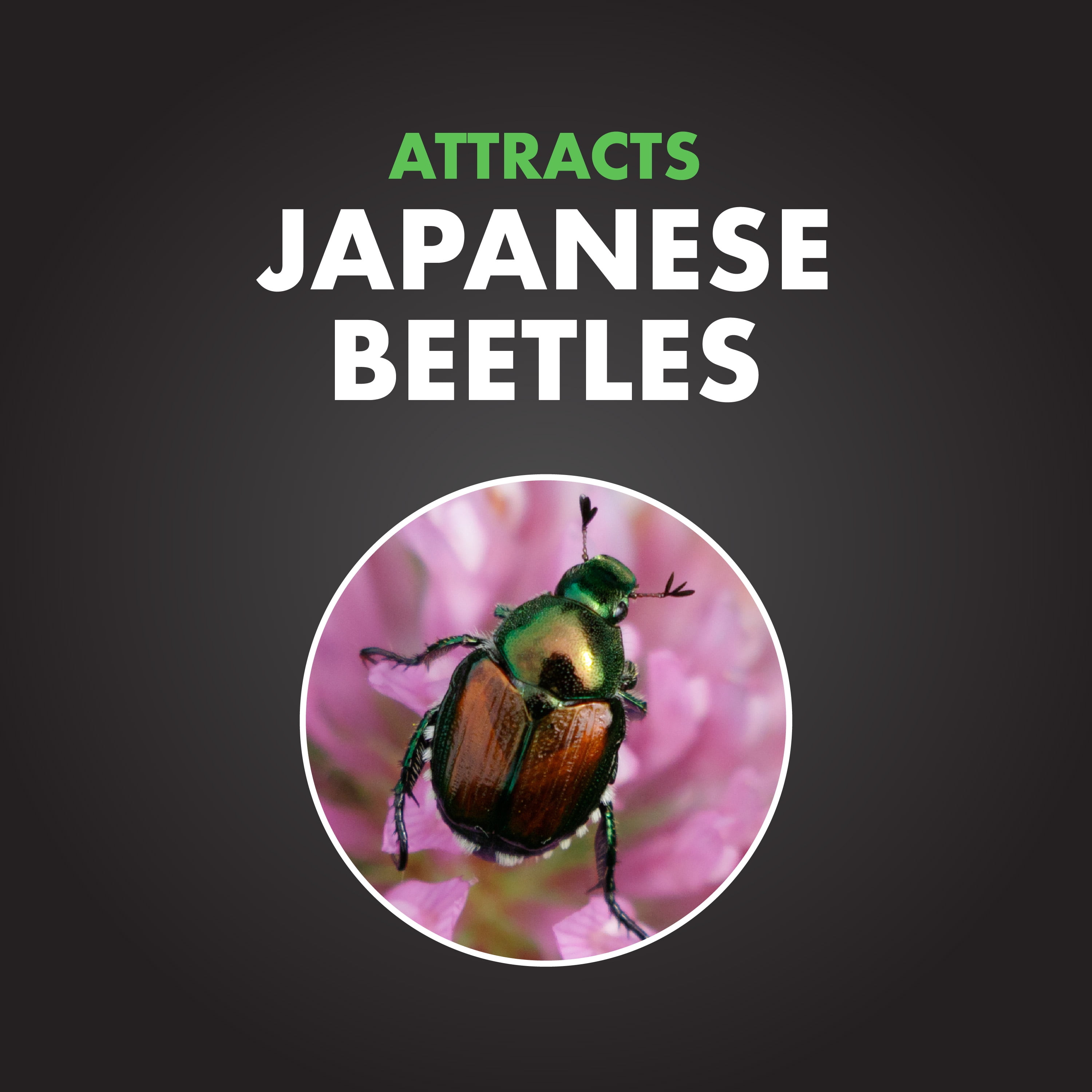 (6 pack) Spectracide Bag-a-Bug Japanese Beetle Trap, Dual Lure System, 1 Count