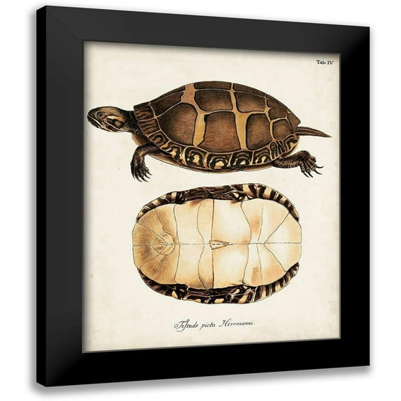 Unknown 12x14 Black Modern Framed Museum Art Print Titled - Antique Turtles and Shells IV