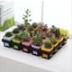 thumbnail image 5 of Bandeja de Vivero de Plantas de Plástico | Bandeja de propagación de inicio de semillas | Caja de germinación reutilizable para suculentas Tomate Bonsái Plantas pequeñas | Herramienta de jardinería, 5 of 9