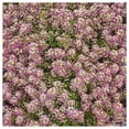 thumbnail image 4 of Everwilde Farms - 1 oz Dwarf Pink Sweet Alyssum Garden Flower Seeds - Gold Vault Bulk Seed Packet, 4 of 4