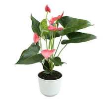 Altman Plants Pink Mix Anthurium Plant Gift, White Pot, 14-18" Tall Clean Air House Plant