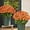 5 Bundle of Orange, variant on Funsdecor Artificial Fall Mums & Eucalyptus Bouquet - UV Resistant Outdoor Flowers, Fade-Resistant & Weatherproof for Porch/Patio, Rich Sunset Colors