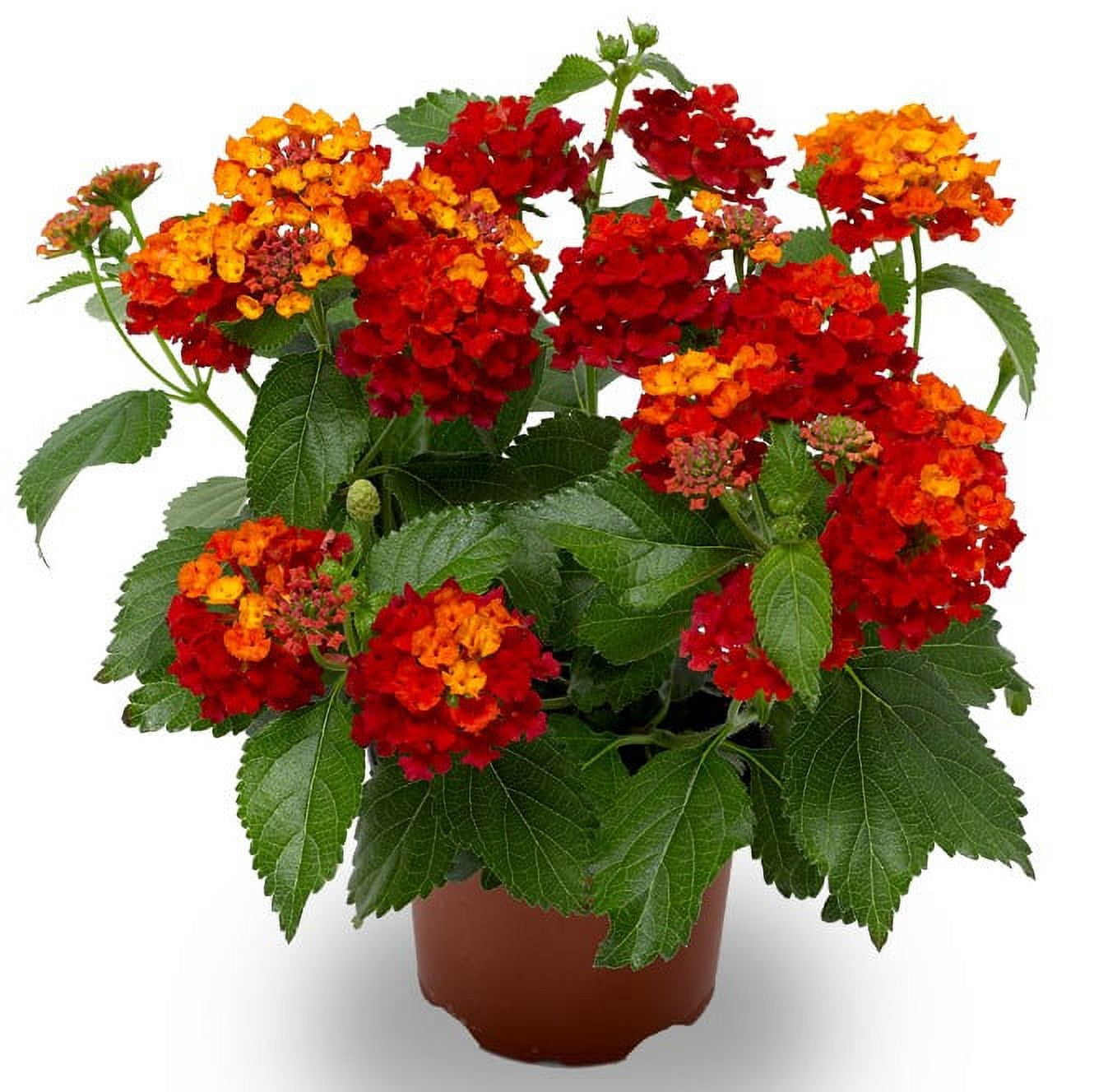 Better Homes & Gardens 2 Quart Multicolor Lantana Red Orange Annual Flowers Live Plants