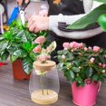 thumbnail image 3 of 2 pcs Plant Propagation Jars Glass Planter Vase Desktop Plant Terrarium with Wooden Lid and Bamboo Stand for Hydroponic Plants Succulents Cut Flowers Garden Decor Clear 4.45x 5.91inch, 3 of 7