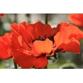 thumbnail image 4 of RedCrocus Prince of Orange Oriental Poppy - Vibrant Orange Flowers, Pollinator Attractant, Cut Flower, Garden Perennial, Full Sun, Well-Drained Soil  1 Quart (Pack of 12), 4 of 16